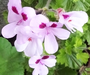 植え替え時のコツ1