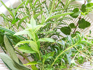 植え替え時のコツ1