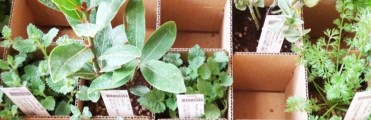 庭植えのハーブ 庭植えのハーブ
