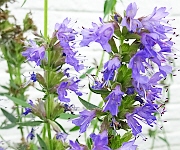 植え替え時のコツ1