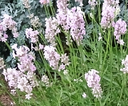 植え替え時のコツ1