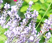 植え替え時のコツ1