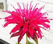 植え替え時のコツ1