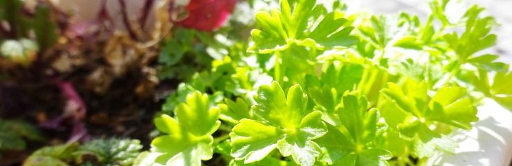 寄せ植えのハーブ 寄せ植えのハーブ