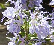 植え替え時のコツ1