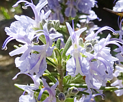 植え替え時のコツ1