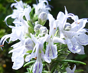 植え替え時のコツ1