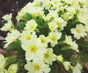植え替え時のコツ1