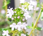 植え替え時のコツ1