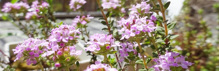 鉢植えのハーブ:フレンチタイム 鉢植えのハーブ:フレンチタイム
