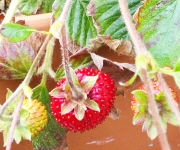 植え替え時のコツ1